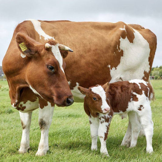 Calf (Dairy Breed)